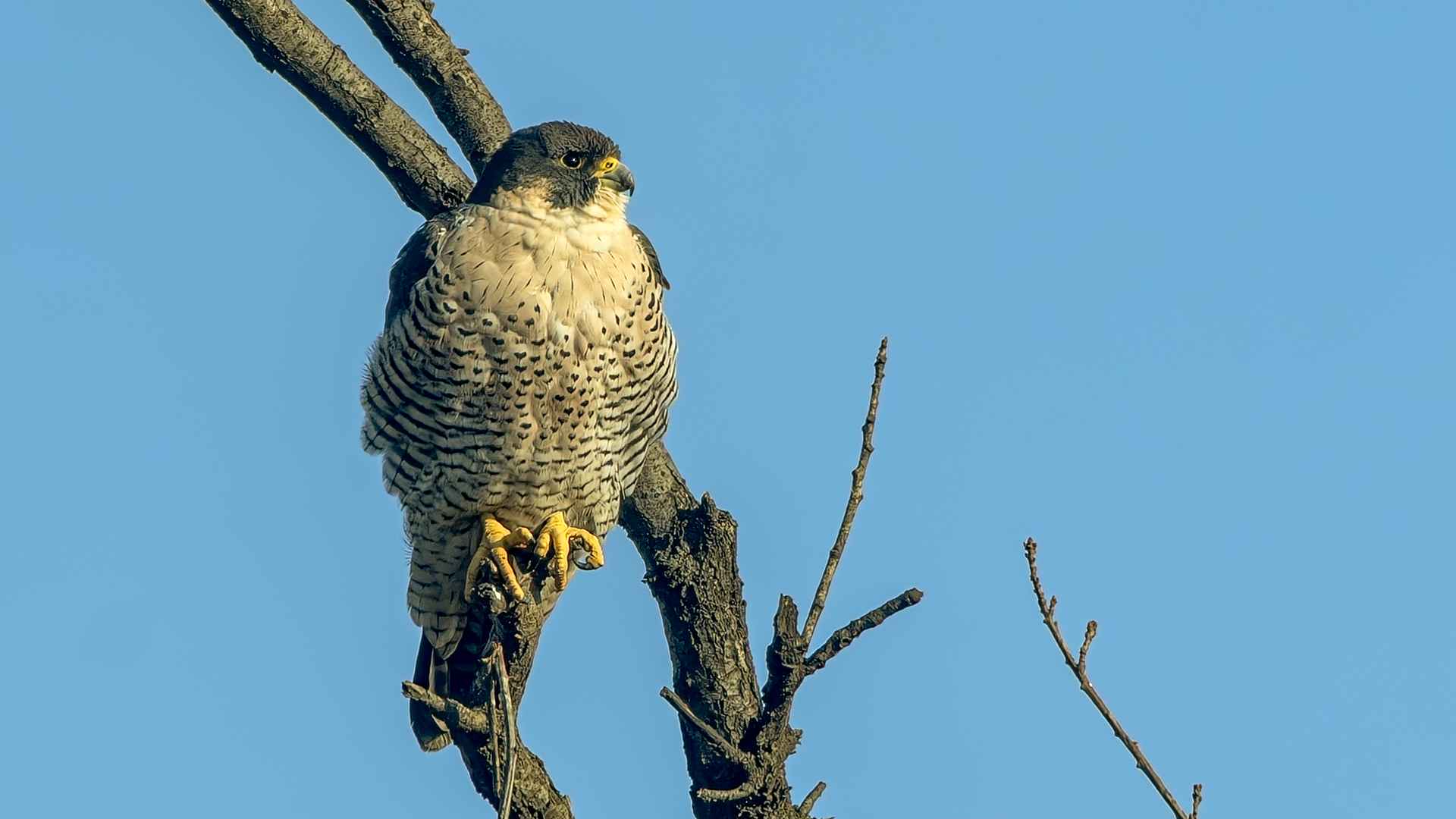Peregrine Falcon